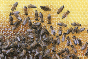 Bees busy in a beehive