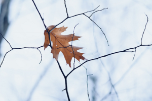 a dead leaf, representing the drabness of winter