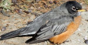 American Robin