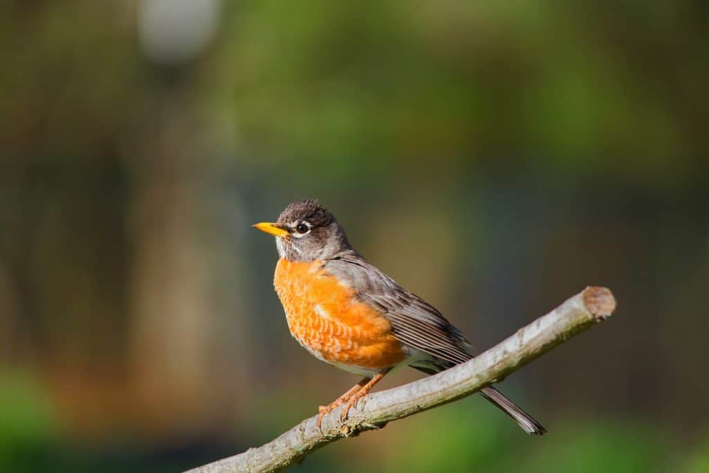 birds, nature, robin.  These signs of spring are a blessing.